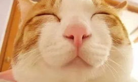 小姐姐送猫圣诞礼物视频,温馨视频引网友热议